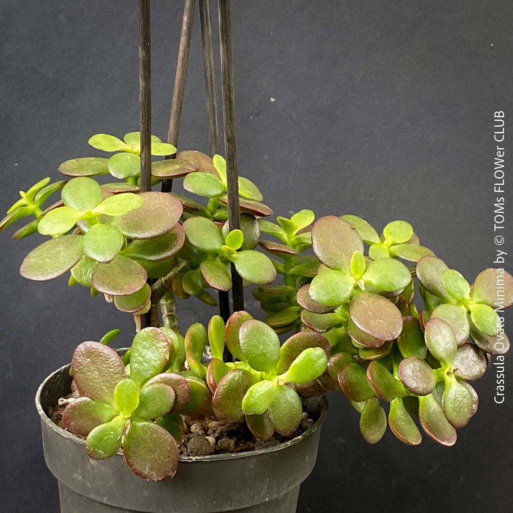 Piante & sementi: CRASSULA OVATA MINIMA - Kompakter Geldbaum – Nuovo e nell'imballaggio originale da Adliswil venduto da TAKEYOURPLANT 6