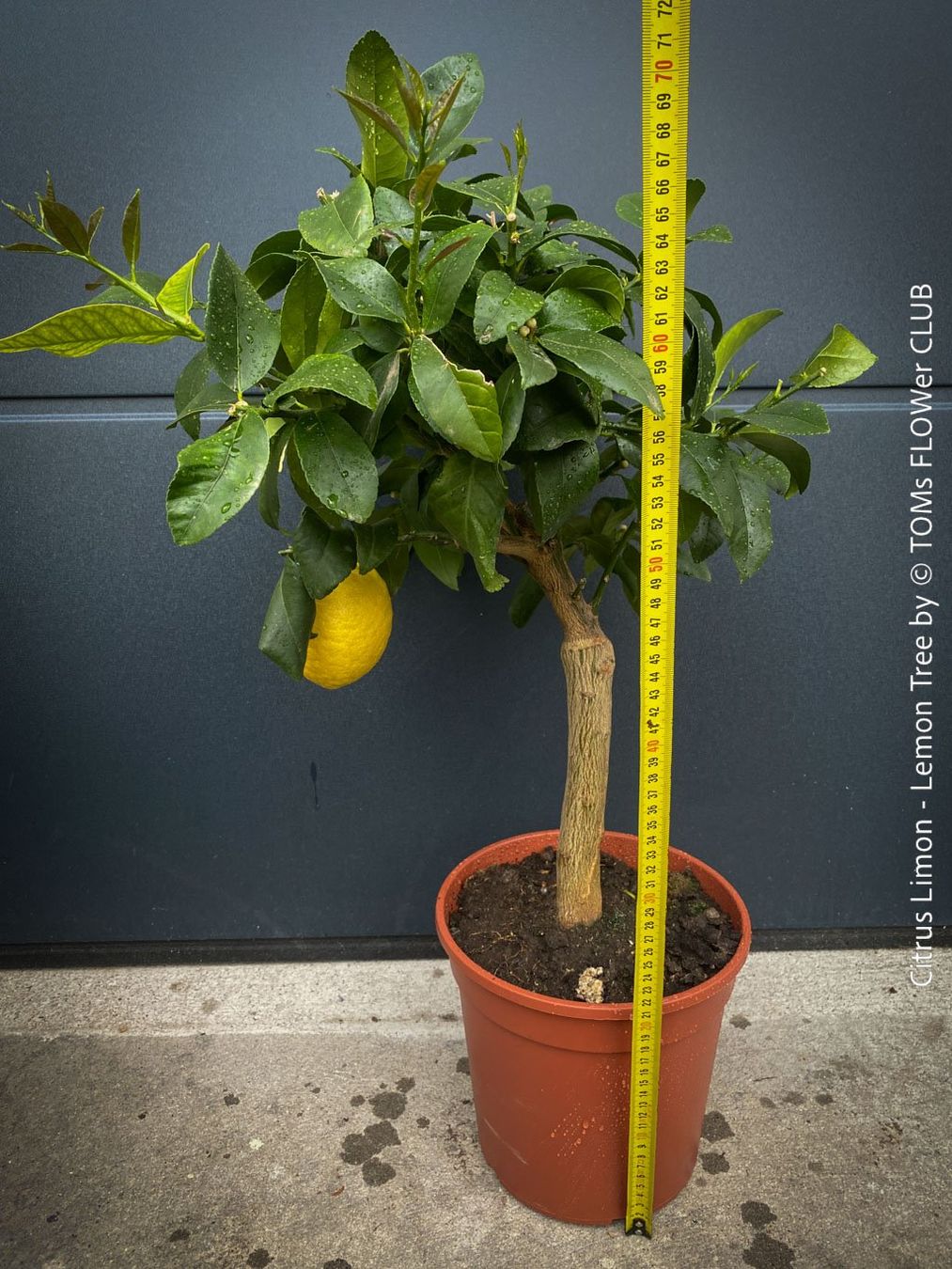 Pflanzen & Samen: Citrus Limon - Zitronenbaum - rund 70cm Bäumchen – Neu und originalverpackt aus Adliswil von astom369 5