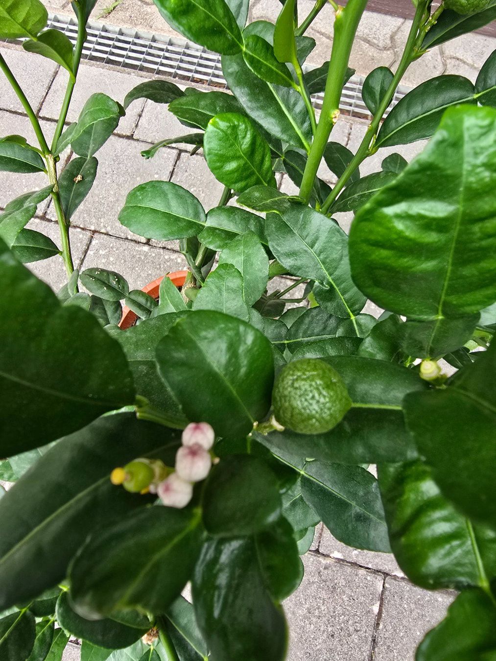 Pflanzen & Samen: Kaffirlimette mit Früchten – Gebraucht aus Aarburg von popkorn65 5