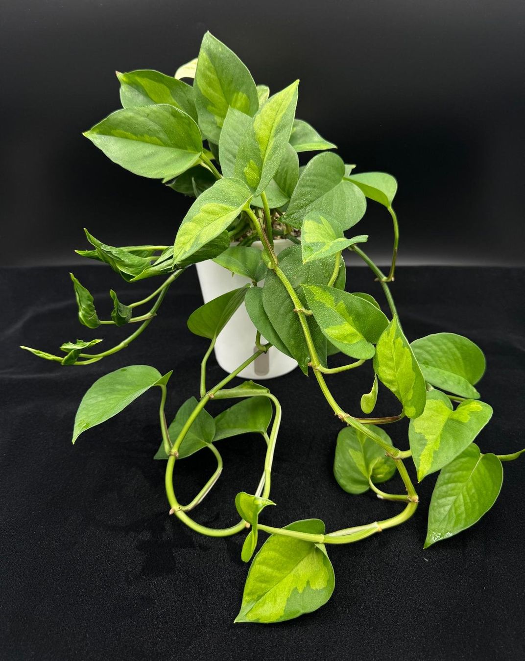 Pflanzen & Samen: Epipremnum aureum, diverse Arten in Semihydro – Neu (gemäss Beschreibung) aus Bühler von googelibear 1