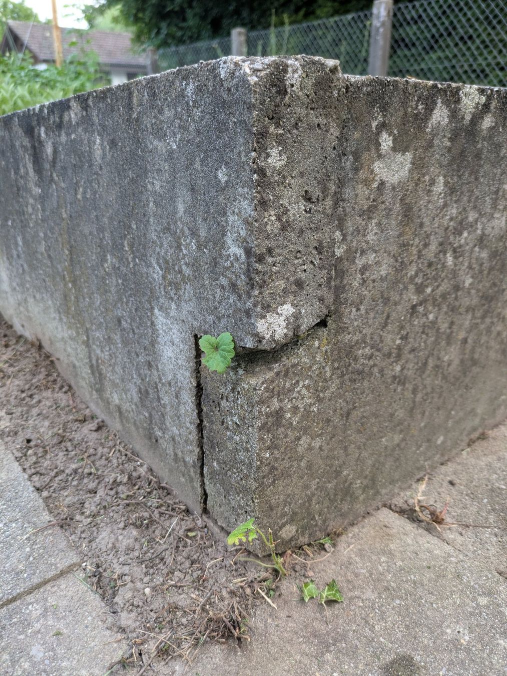 Casette da giardino & serre: Frühbeet Couche Gewächshaus mit 4 Abdeckungen – Usato da Wangen An Der Aare venduto da ProtonX 4