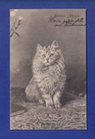 CHAT - Bonne Année