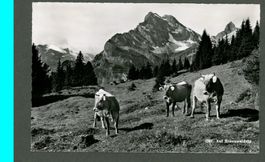 AK sw Braunwaldalp GL drei gehörnte Kühe,nach Pagig ≈ 1954