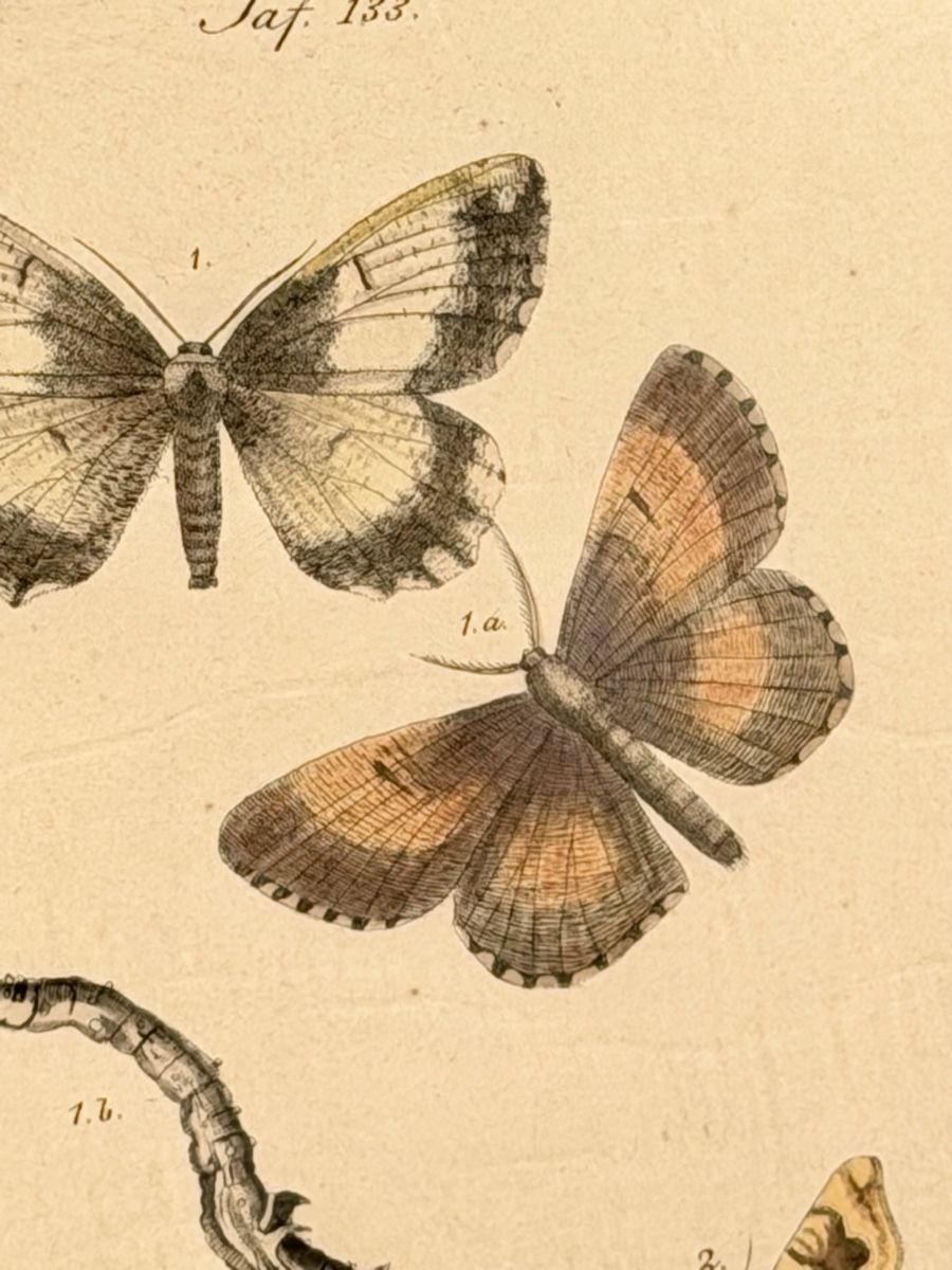 Grafica & Litografie: LITHOGRAPHIC LEAVES, butterfly motif, framed – Usato da Lausanne venduto da vas_mbk2 3