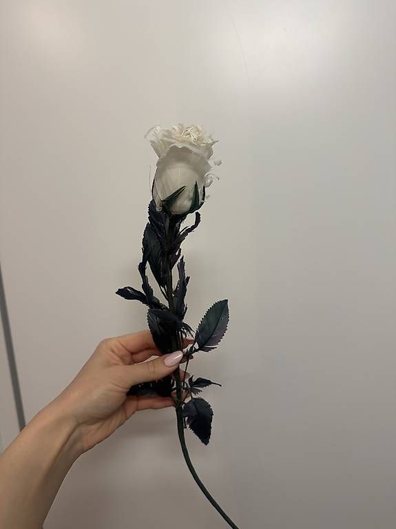 Il mondo degli animali: Feder-Rose  – Usato da Cham venduto da VStore 1