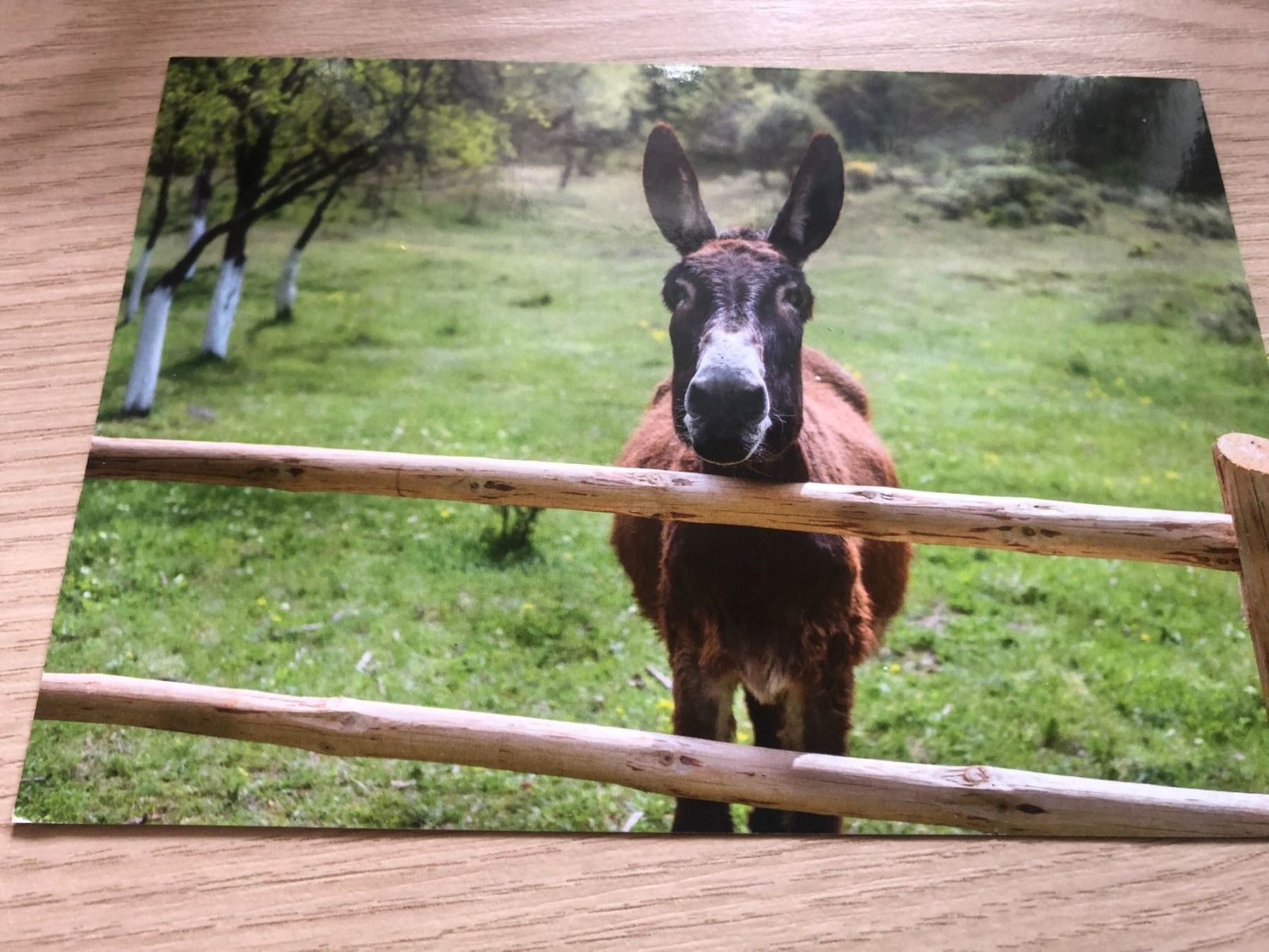 Ansichtskarten: Haustier Karten – Gebraucht aus Rickenbach ZH von Topas014 3