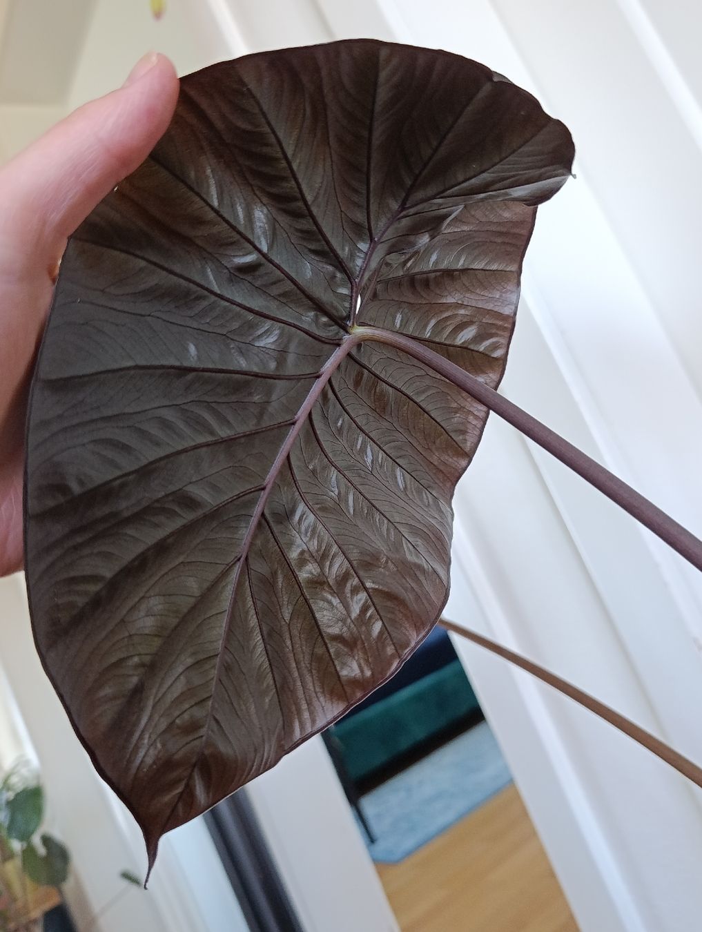 Piante & sementi: Alocasia Serendipity pink variegata – Usato da Baar venduto da L.isa28 6
