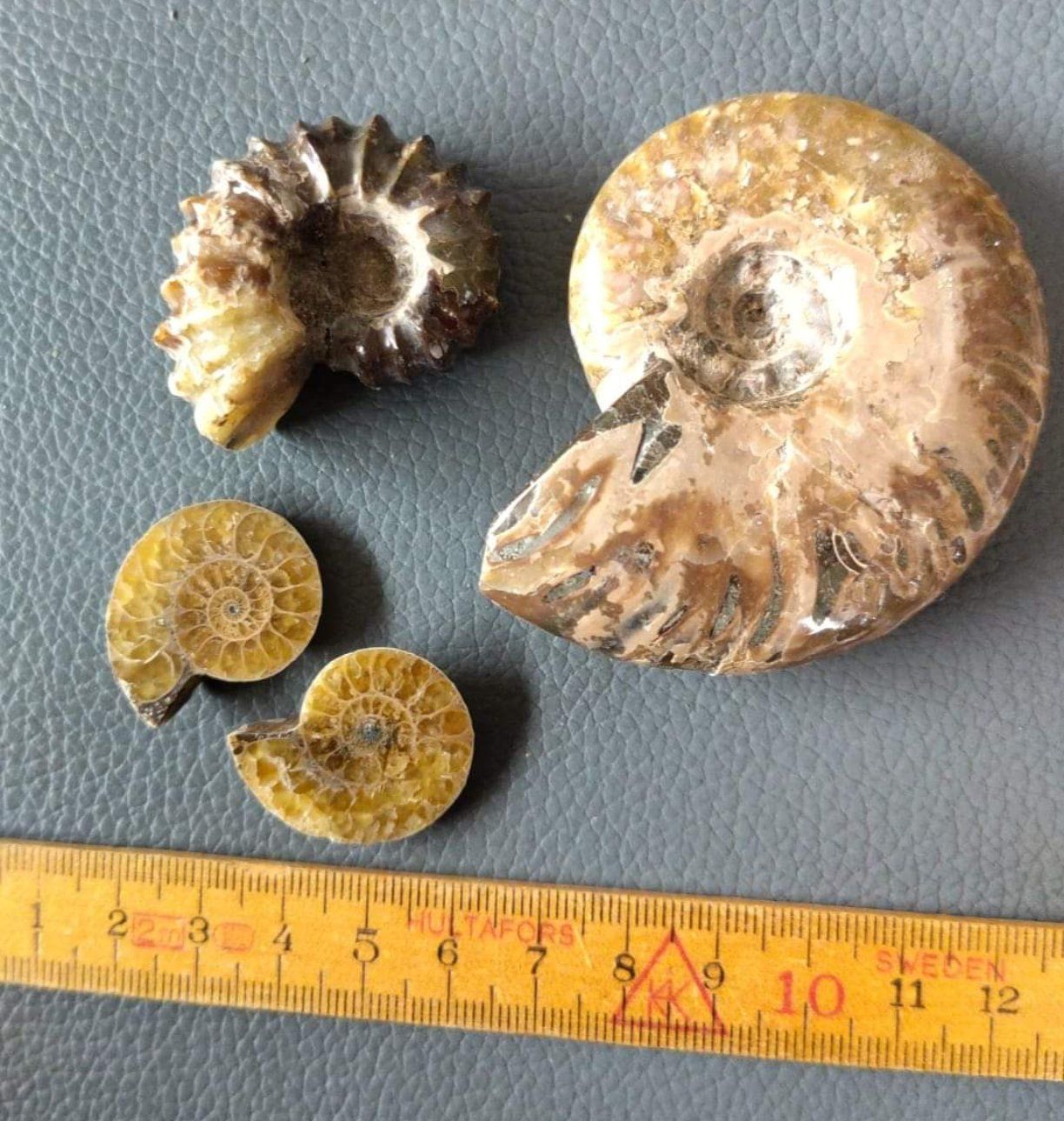 Fossili: 3 Stück Ammoniten klein gross hell neu deko set 1 – Nuovo e nell'imballaggio originale da Leuggern venduto da Pummi19