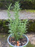 Rosmarin - duftend - 100% Bio - zum Auspflanzen / den Topf
