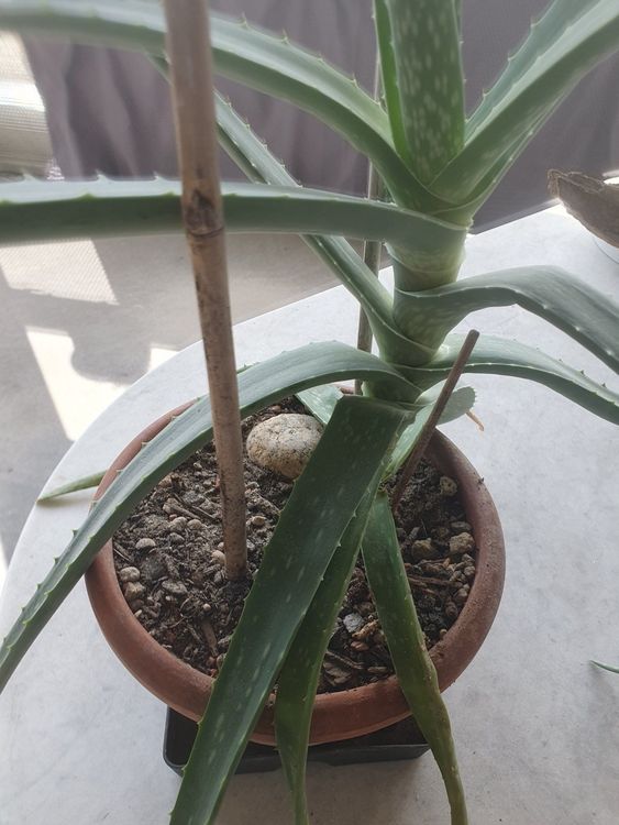 Aloe Vera Pflanze Kaufen auf Ricardo