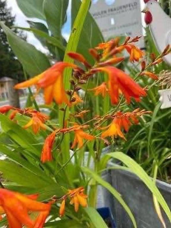 Pflanzen & Samen: 5 Blumen im Topf  – Gebraucht aus Frauenfeld von Irene.Schuppli 1
