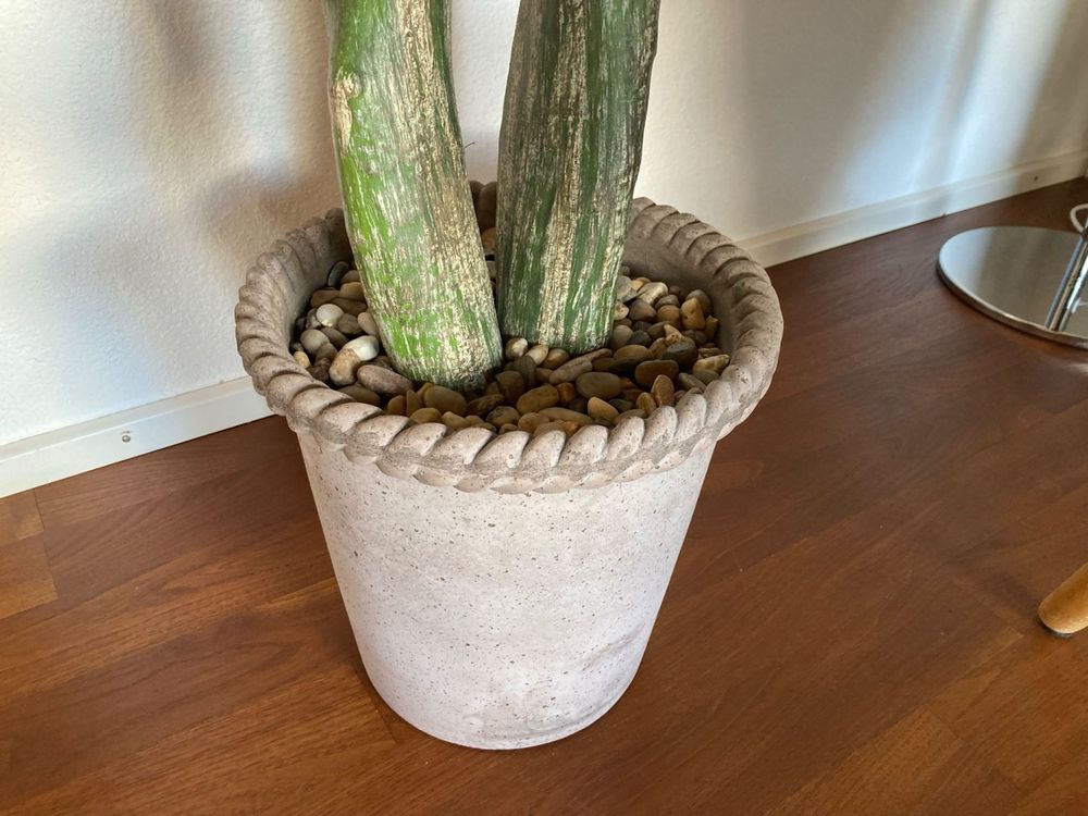 Deko Kaktus  Kaufen auf Ricardo