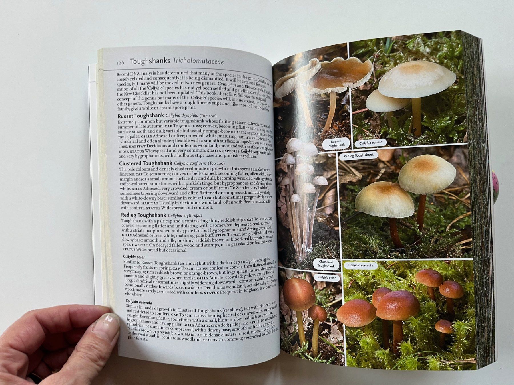 Libri: Collins Complete Guide to British Mushrooms Toadstools – Usato da Laufen venduto da Nuria44 4
