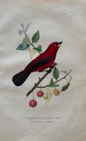 handkolorierter Stahlstich 1843 - Vogel