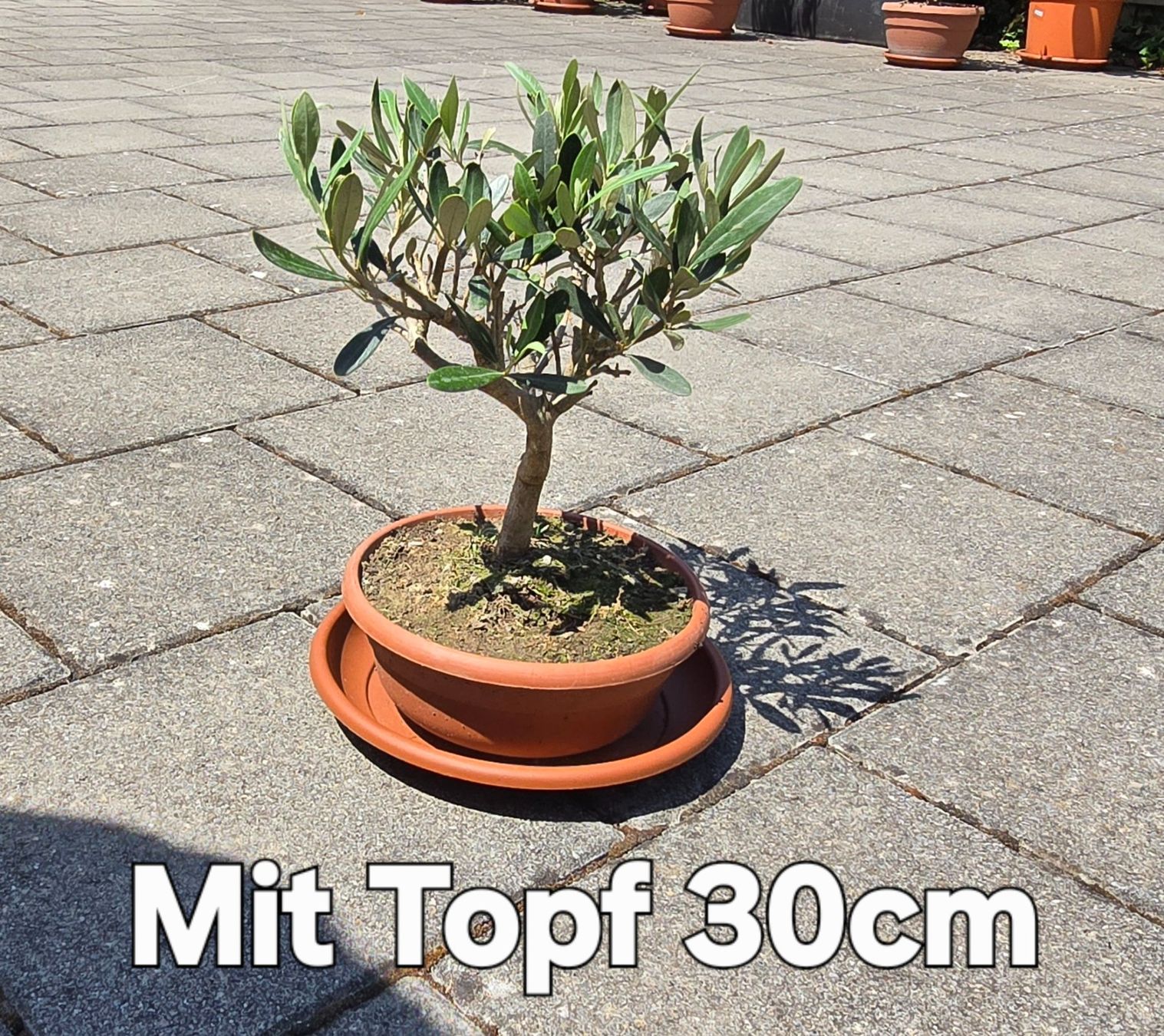 Piante & sementi: Herziges mini Olivenbäumchen Bonsai Art – Usato da Aarburg venduto da popkorn65