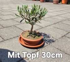 Herziges mini Olivenbäumchen Bonsai Art