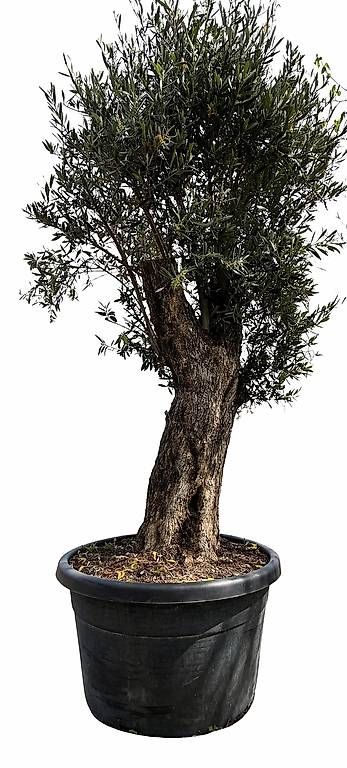 Piante & sementi: Olivenbau "Olea Europea 17" – Usato da Zuckenriet venduto da Thur_Plant