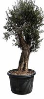 Olivenbau "Olea Europea 17"