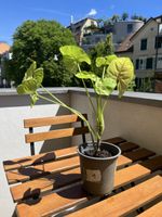 Wunderschöne Syngonium Stecklinge 🌱✨