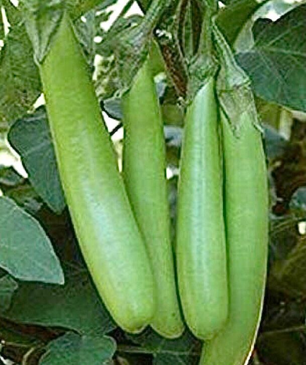 Piante & sementi: 10 SAMEN BIO Aubergine THAI LONG GREEN – Nuovo e nell'imballaggio originale da Rovio venduto da POSITIFFARTandPLANTS 5