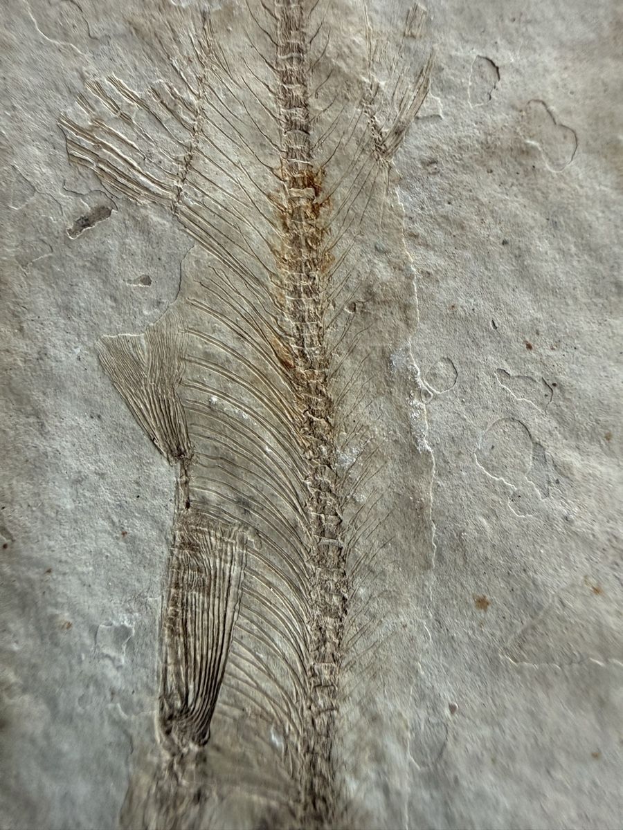 Fossili: Versteinerter Fisch – Usato da Grenchen venduto da Bastet007 5