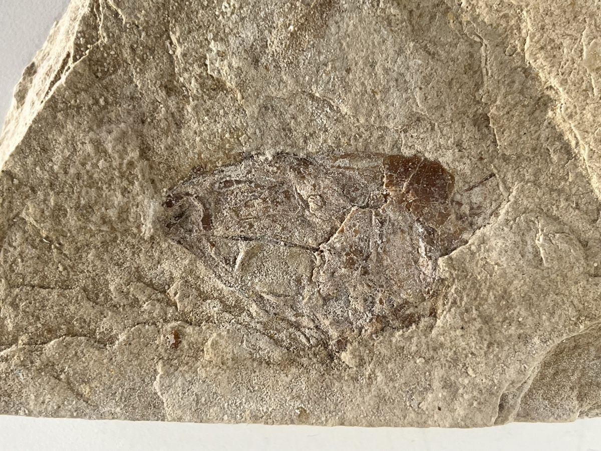 Fossiles: Fossil – D'occasion à Wetzikon ZH par seli03 3