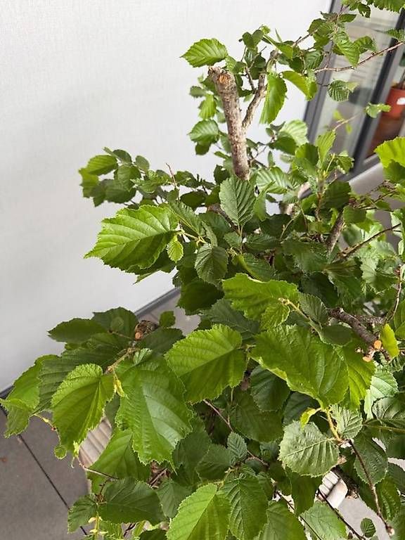 Plantes & graines: Haselnuss Bonsai – D'occasion à Ennetbaden par miboo 2