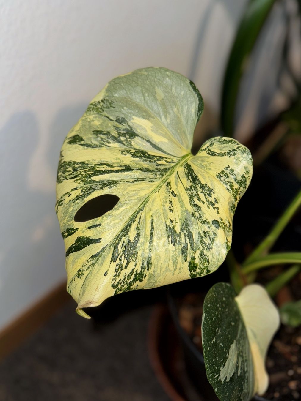 Piante & sementi: Monstera Thai Constellation (large established) – Nuovo (secondo la descrizione) da Bern venduto da plantlover_bern 5