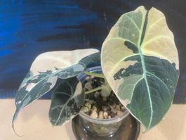 Alocasia Black Velvet Pink Rhizom (2)