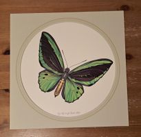 Max Heuberger, Basel 1975, Schmetterling: Vogelfalter