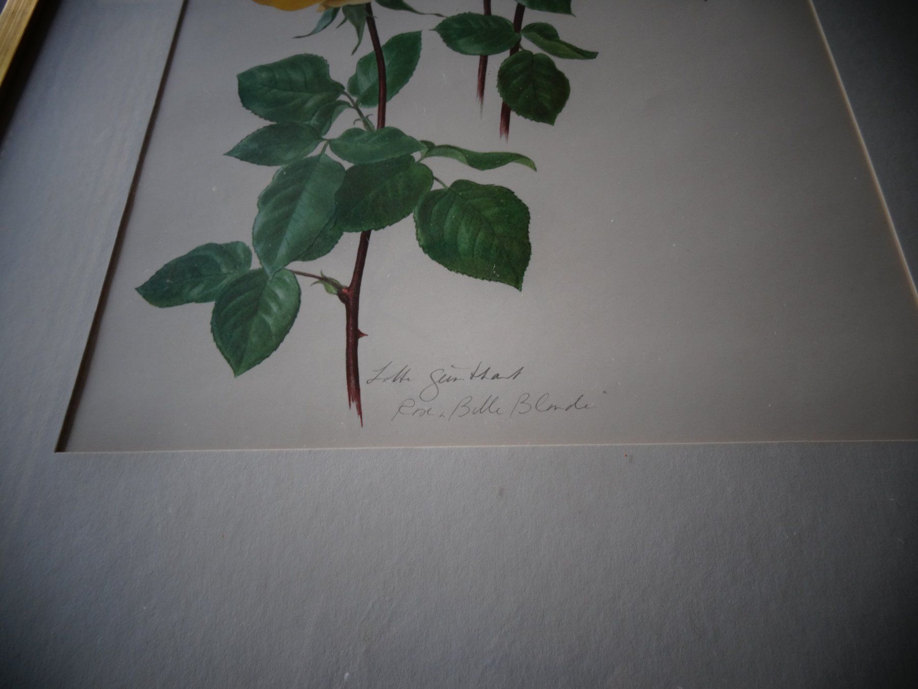 Poster & Bilder: Bild Rosen signiert – Gebraucht aus Neerach von jenny062 2