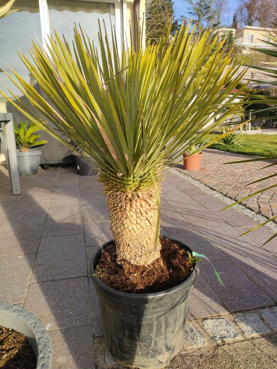 Yucca Rostrata Kaufen auf Ricardo