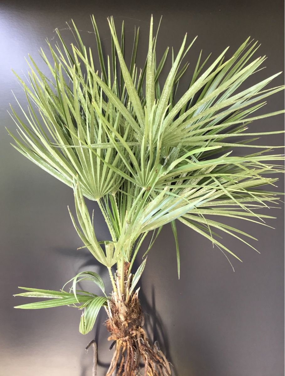 Piante & sementi: Original Sizilien Zwerg-Palme | Ableger – Nuovo (secondo la descrizione) da Eggersriet venduto da Wiese61 2
