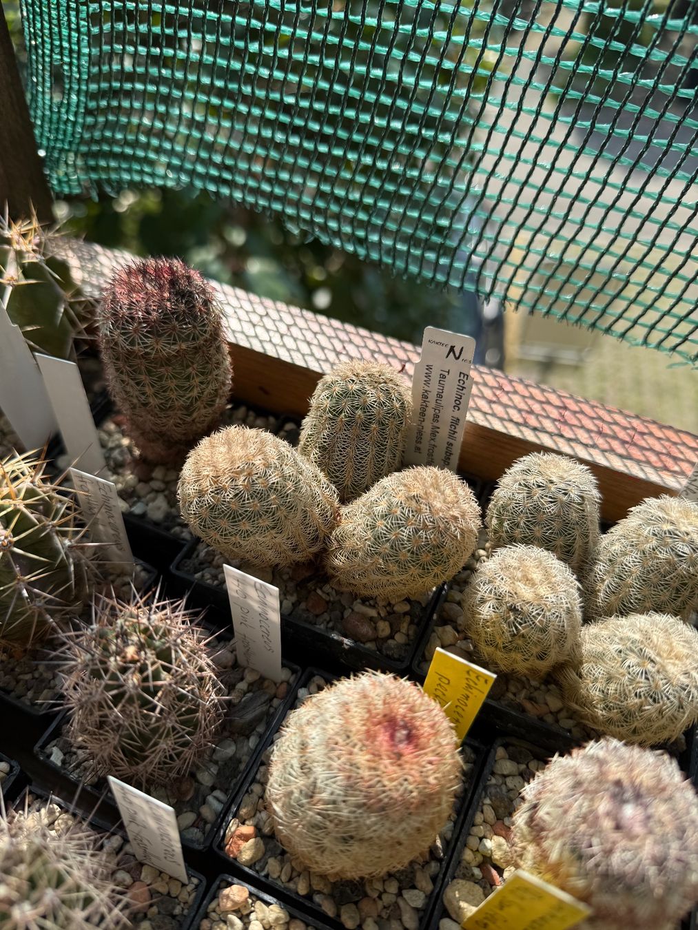 Pflanzen & Samen: Echinocereus fitchii subsp. bergmannii – Gebraucht aus Rorbas von SimS0n 1