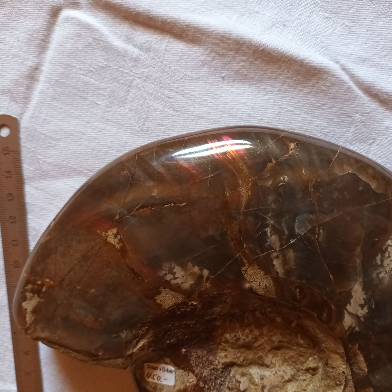 Fossili: Ammonit Fossil – Usato da Bäretswil venduto da ricoric 8