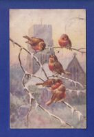 OISEAU - Rouges-Gorges
