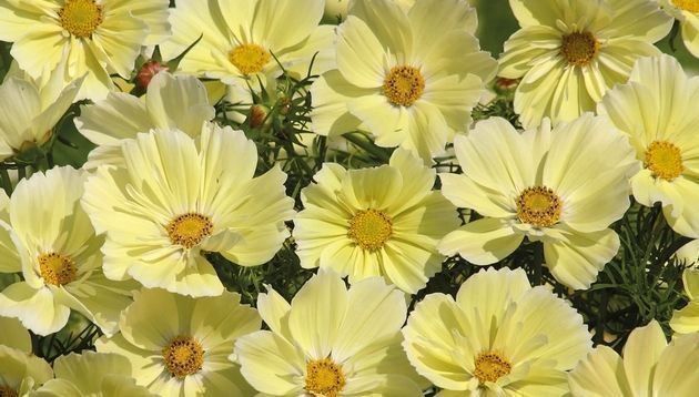 Piante & sementi: 50 Samen Cosmea XANTHOS – Nuovo (secondo la descrizione) da Ehrendingen venduto da VerveinaSamen 4