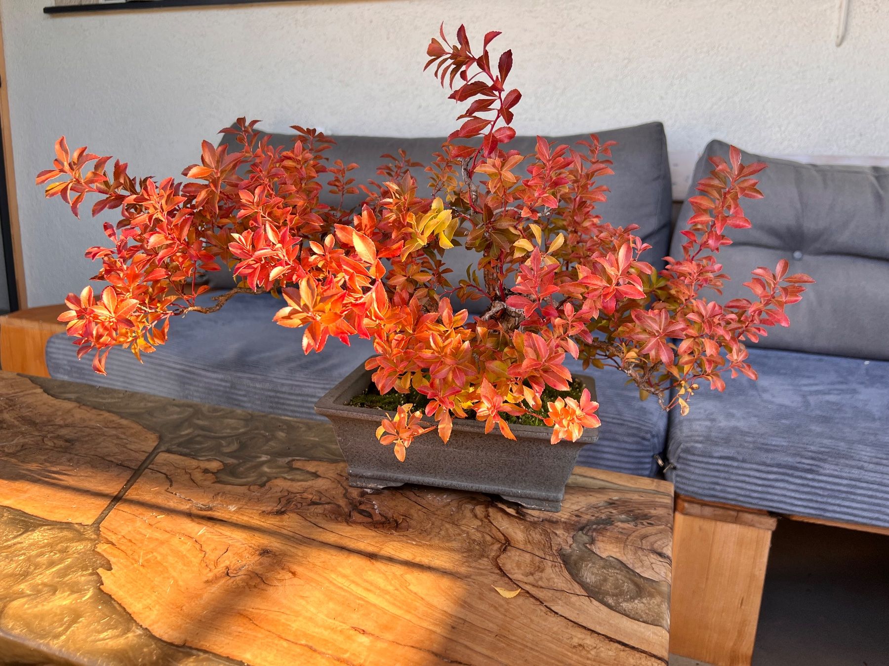 Pflanzen & Samen: Bonsai – Gebraucht aus Goldach von Bonti 1
