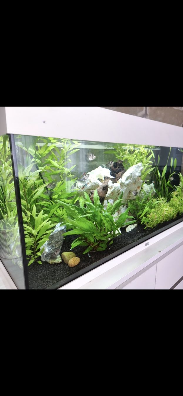 Juwel Acquari: aquarium 200l – Usato da Busswil BE venduto da Gunona 1