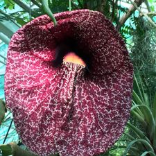 Profile image of botanicals