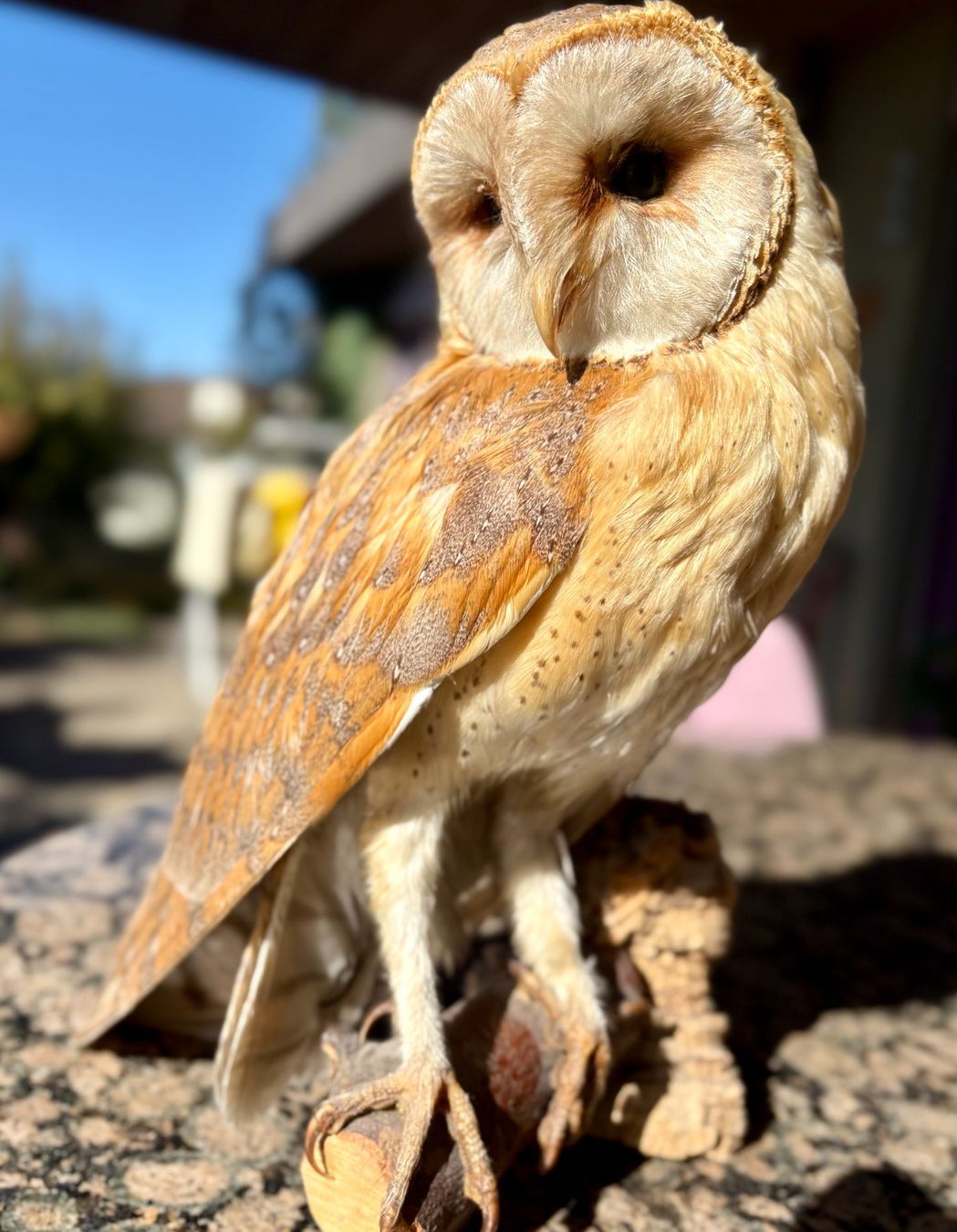 Il mondo degli animali: Schleiereule: Vogel Präparat – Usato da Stüsslingen venduto da Ideur1 1