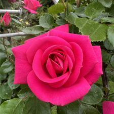 Profile image of MarhiAliss68