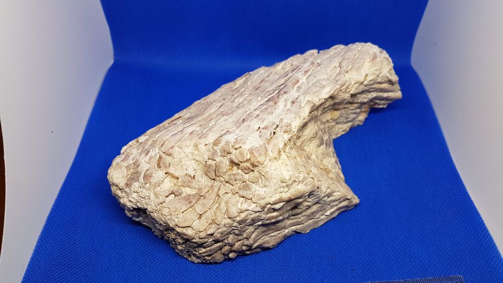 Versteinerte Hexakorallen Fossilien Sammlungsstück (Gebraucht) in ...