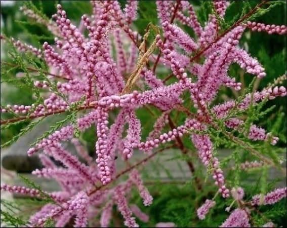 Piante & sementi: TAMARIS de Printemps 20-25cm 2x – Nuovo (secondo la descrizione) da Bremblens venduto da FIBONACCI369 2