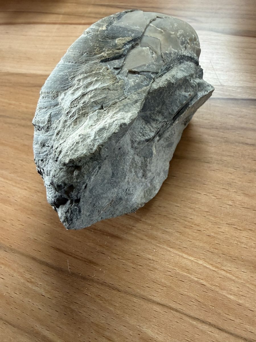 Fossilien: Versteinerte Auster – Gebraucht aus Grenchen von Bastet007 5