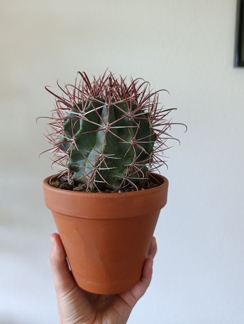 Plantes & graines: Ferocactus  – D'occasion à Baar par L.isa28