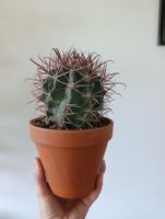 Ferocactus 