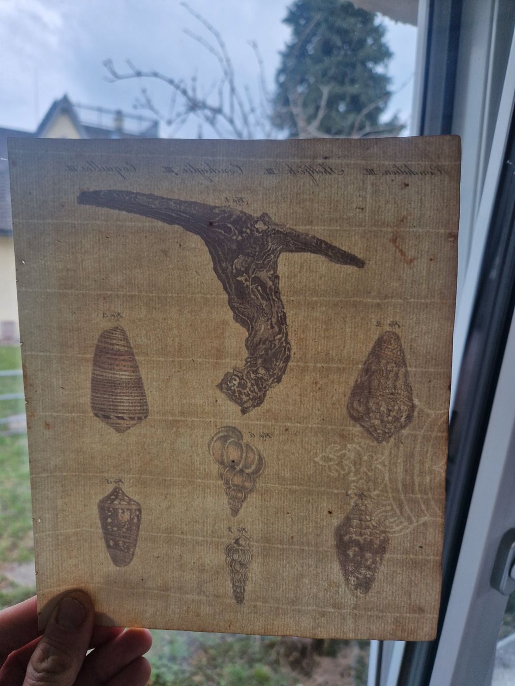 Incisioni: Stich Muscheln Bertuch handkoloriert 1802 – Usato da Zollikon venduto da whataboutrome 5