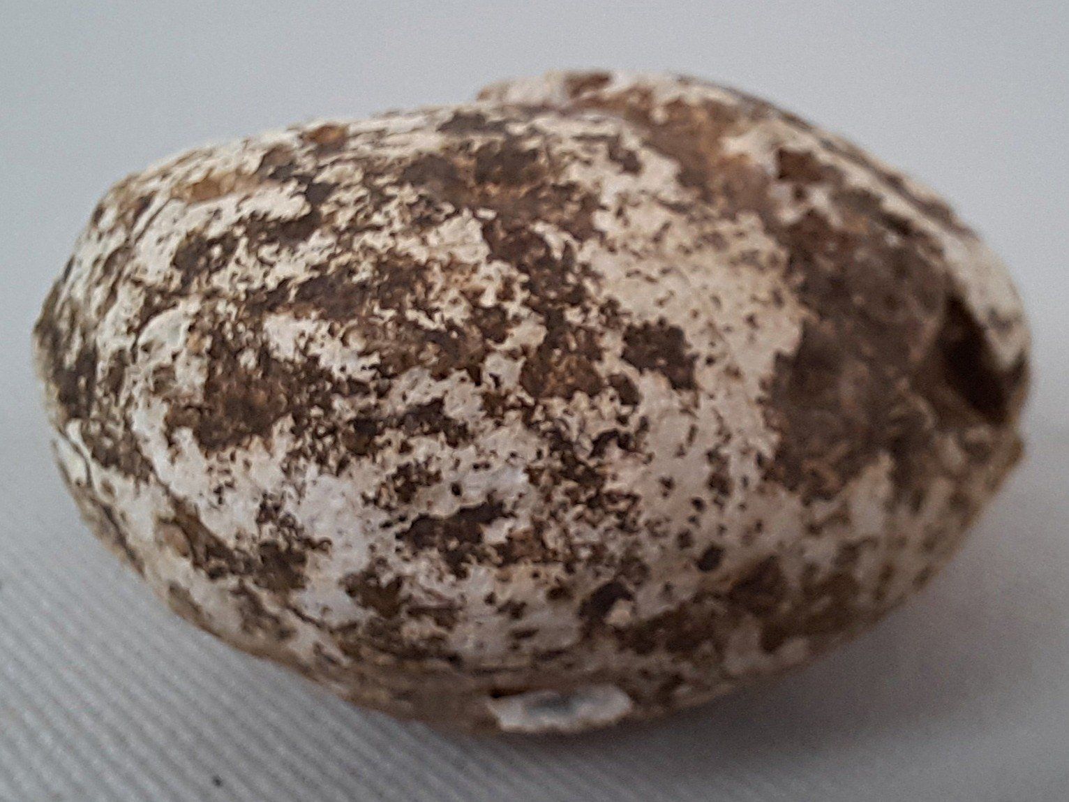 Fossili: Diverse Fossilien – Usato da Beinwil am See venduto da Restwert_Beinwil 6