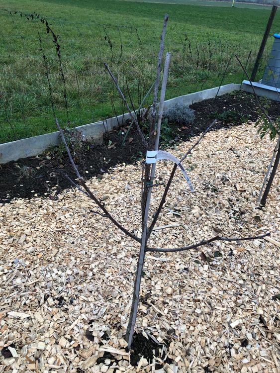 Obstbaum/Niederstamm/Kirschbaum/Lapins Kaufen auf Ricardo